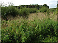 Mossymere Wood - view south