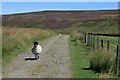 Farm Track to Sleddale Farm