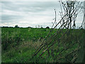 Sugar beet under autumn skies