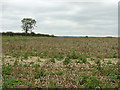 Potato crop and tree