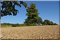 Wheatfield and trees