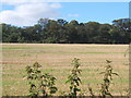 Looking up field to Tuttonhill Wood