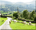 Heffrod/Heifers above the road gate