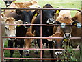 Young cows from Gatherley House Farm