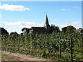 Raspberry canes and St Cuthberts.