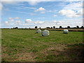 Silage bales in field near Conifer Wood