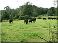 Aberdeen Angus cattle grazing in field adjacent to Pinkney Lane