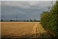 Field boundary at Flowton Tye