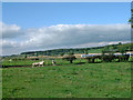 Sheep in field & train