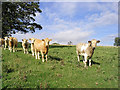 Inquisitive bullocks at Wallington Newhouses