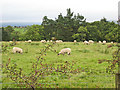 Sheep grazing above Steppings Farm