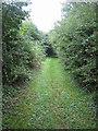 Well-sheltered footpath at Wilby Green