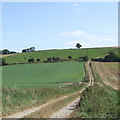 Footpath through Farmland, near Little Oxenbold Farm, Shropshire