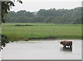 The Water meadows looking west