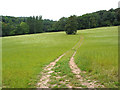 Footpath through a meadow