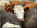 Cattle, Tadpole Farm, Blunsdon