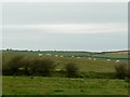 Sheep grazing in a field