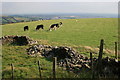 SS9785 : Grazing cattle overlooking Brynna by Martin Edwards