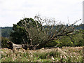 Uprooted tree in pasture near Burgh Stubbs