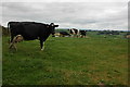 Milking cows near Whitsley Barton