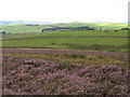 Moorland and pastures below Gaterly Hill