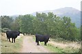 SO7641 : Black Cattle on Black Hill by Bob Embleton