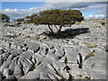 SD5479 : Limestone pavement at Newbiggin Crags by Adie Jackson
