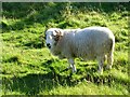 Handsome tup, Llangynog