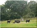 Welsh ponies