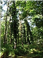 Ivy vines climbing towards the sun