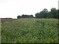 TL2648 : Maize field near Cockayne Hatley by Keith Edkins
