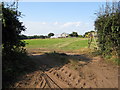 Field alongside the roman road (A49)