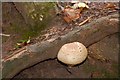 Fungus, Huntly, Banbridge (3)