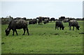 Buffalo on Newbridge Farm