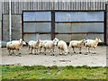 Green-spotted sheep