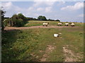 Sheep near Aylescott