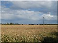 Wheat, Easter Grangemuir