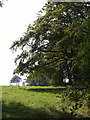 SS6218 : Trees at Northcote Manor by Derek Harper