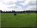 Dairy cows grazing near Trefonen