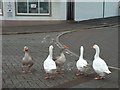 Whitehaven geese.