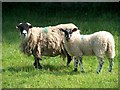 NX9819 : Curious sheep. by Harold  Potts