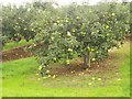 H9453 : Apple Orchard, Tullymore Road, Loughgall. by P Flannagan