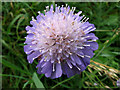 Field scabious (Knautia arvensis)