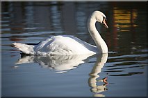 ST9661 : Swan at Lower Foxhanger's by Doug Lee