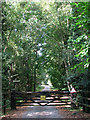 Forestry road to Barn Plantation