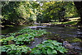 The river Derwent near Calver