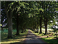 Tree lined avenue Hinton St Mary