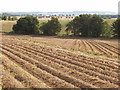 Potato field, Balruddery