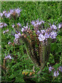 Lacy Phacelia (Phacelia tanacetifolia)