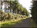 Track through conifers to Gallow Hill